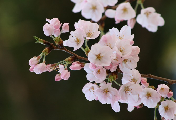 日本の春を代表する花、桜。花や葉を味わい、のどの良薬に樹皮を